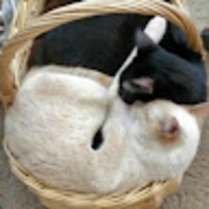 Meet your Posher, Aeryka